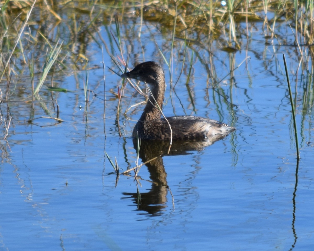 Pied-billed Grebe - ML610502655