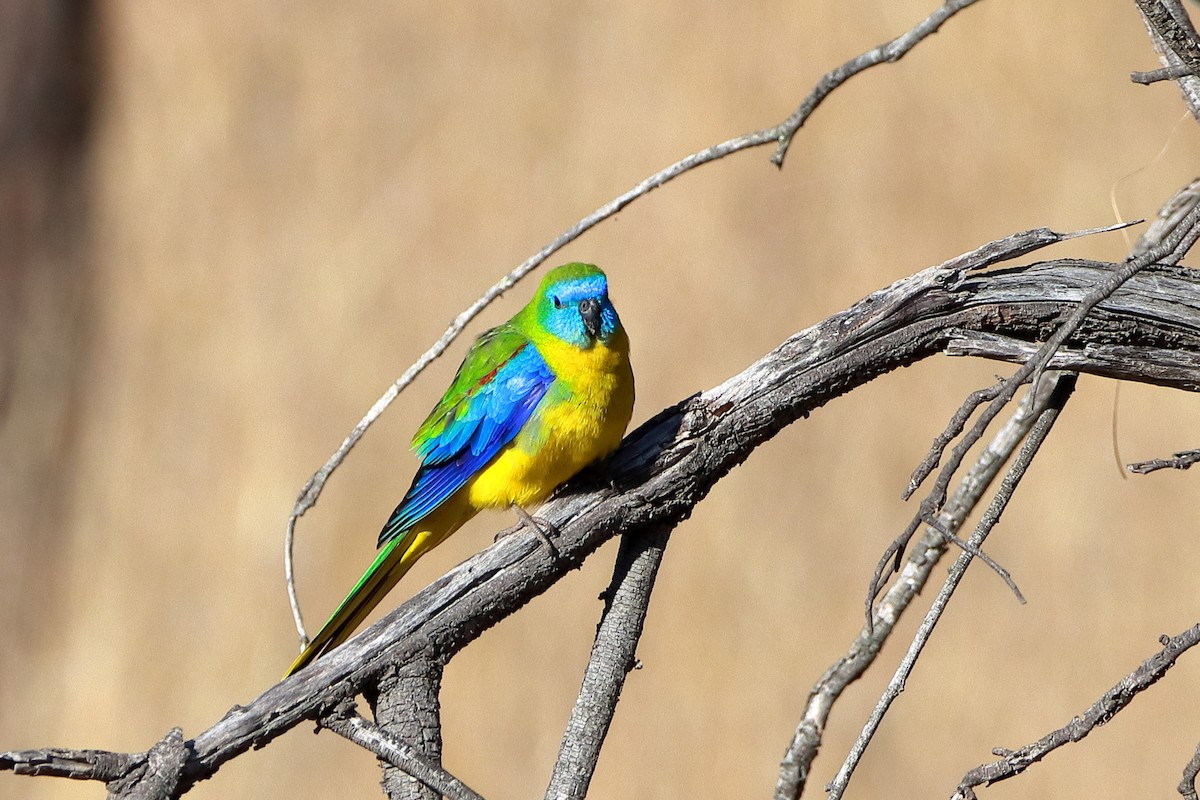 Turquoise Parrot - ML610502674