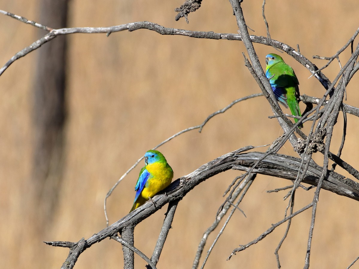 Turquoise Parrot - ML610502675