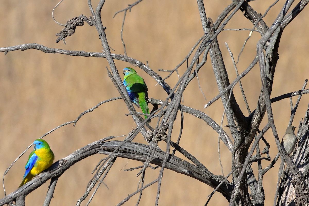 Turquoise Parrot - ML610502676