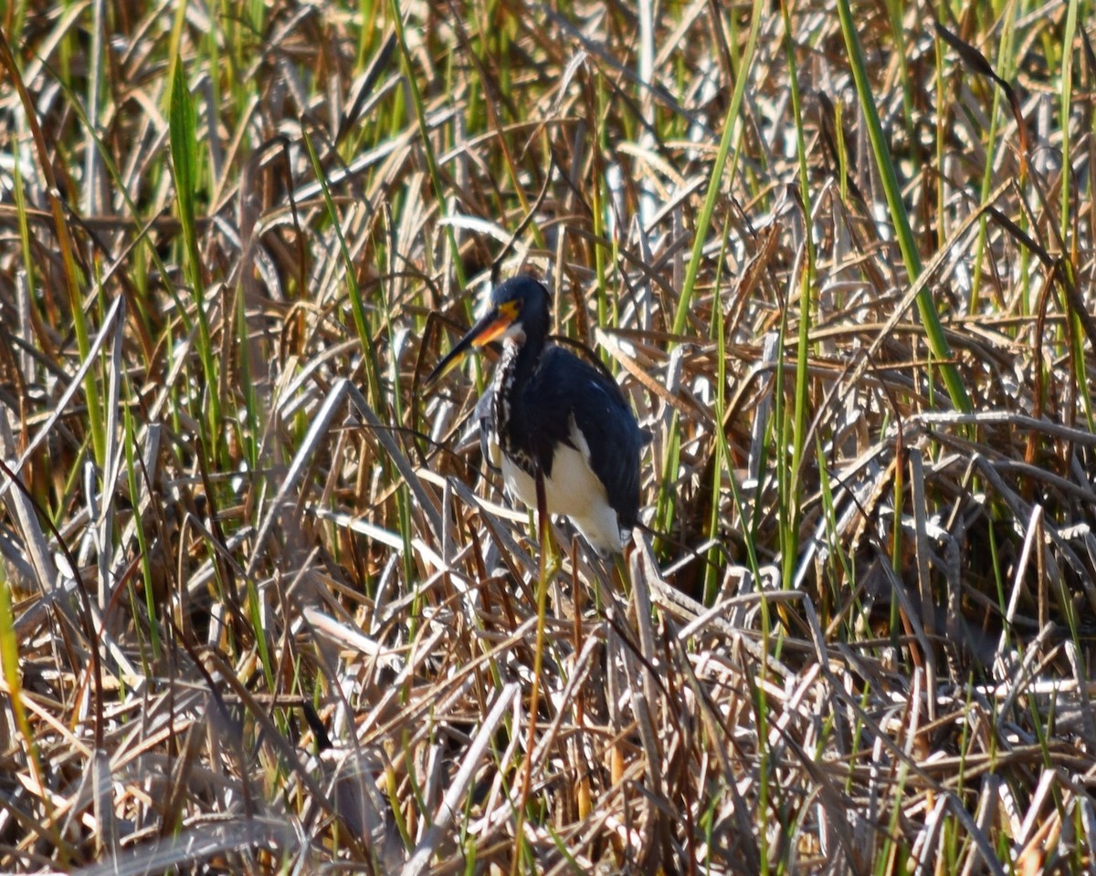 Tricolored Heron - ML610502692