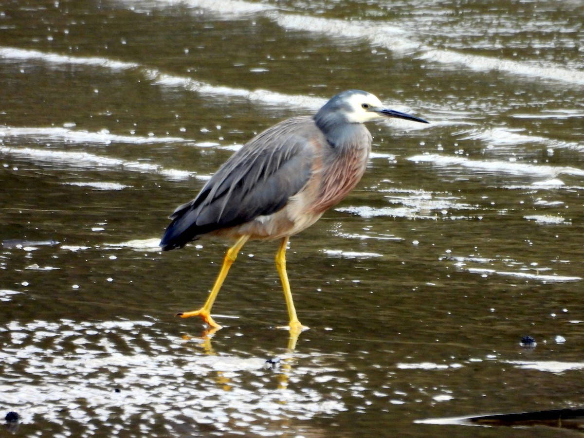 White-faced Heron - ML610502774