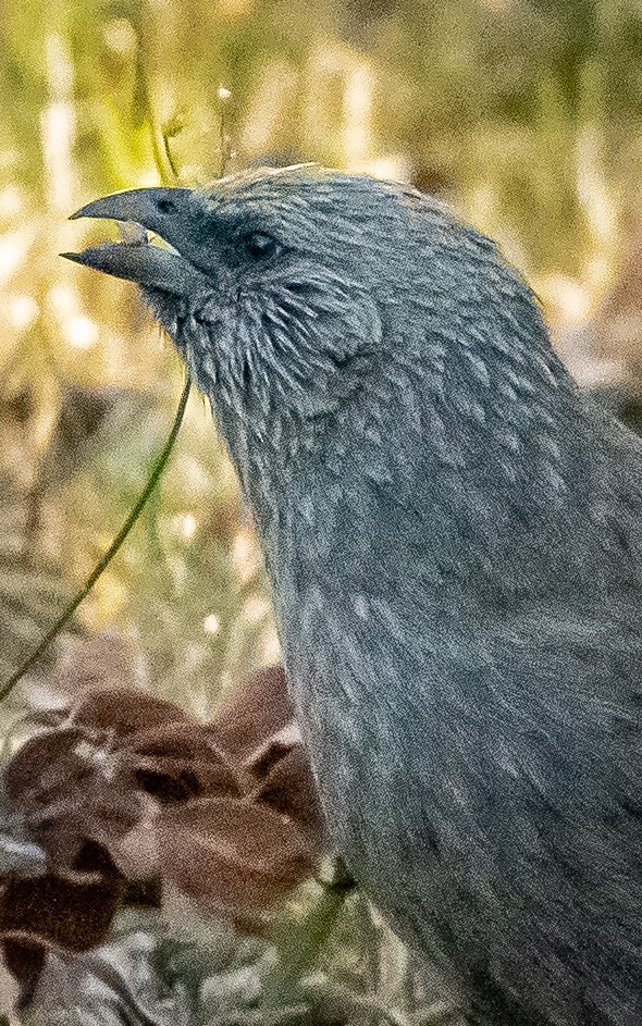 Apostlebird - ML610502791