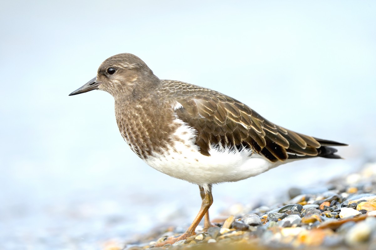 Black Turnstone - ML610502808