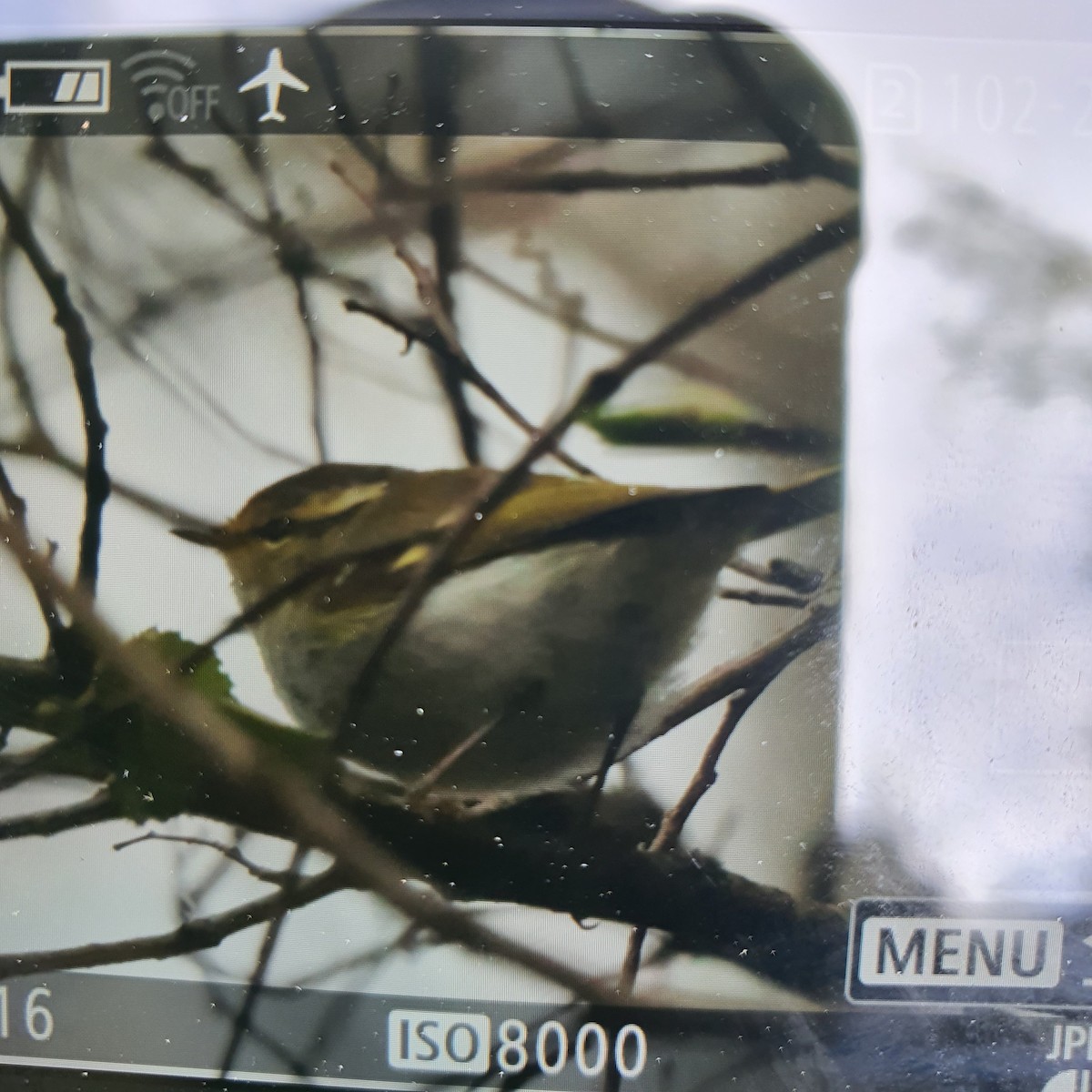 Pallas's Leaf Warbler - ML610502830
