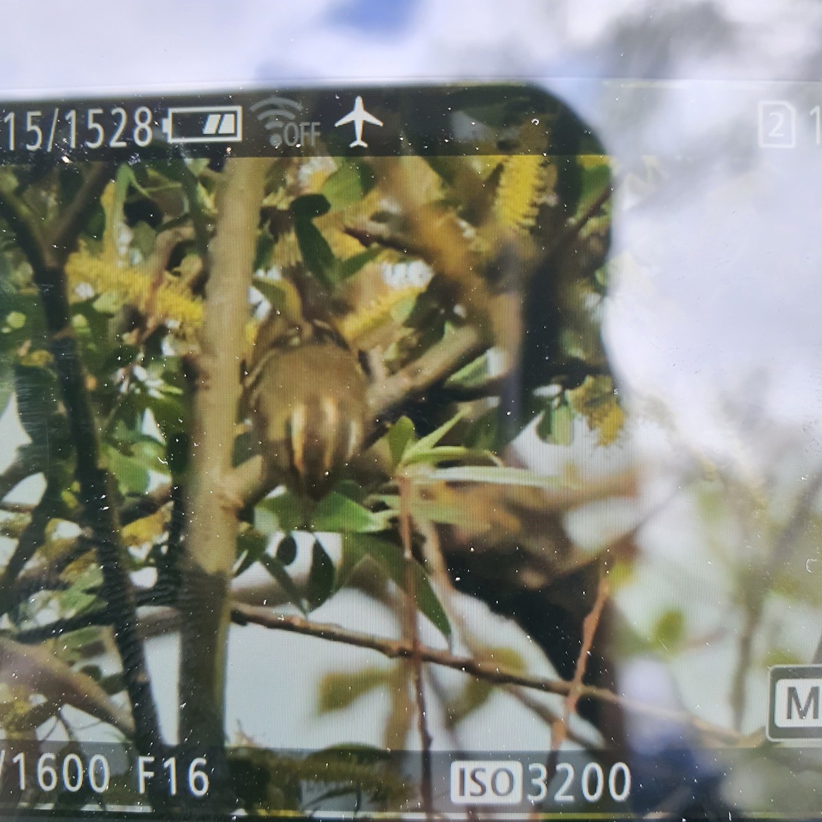 Pallas's Leaf Warbler - ML610502831