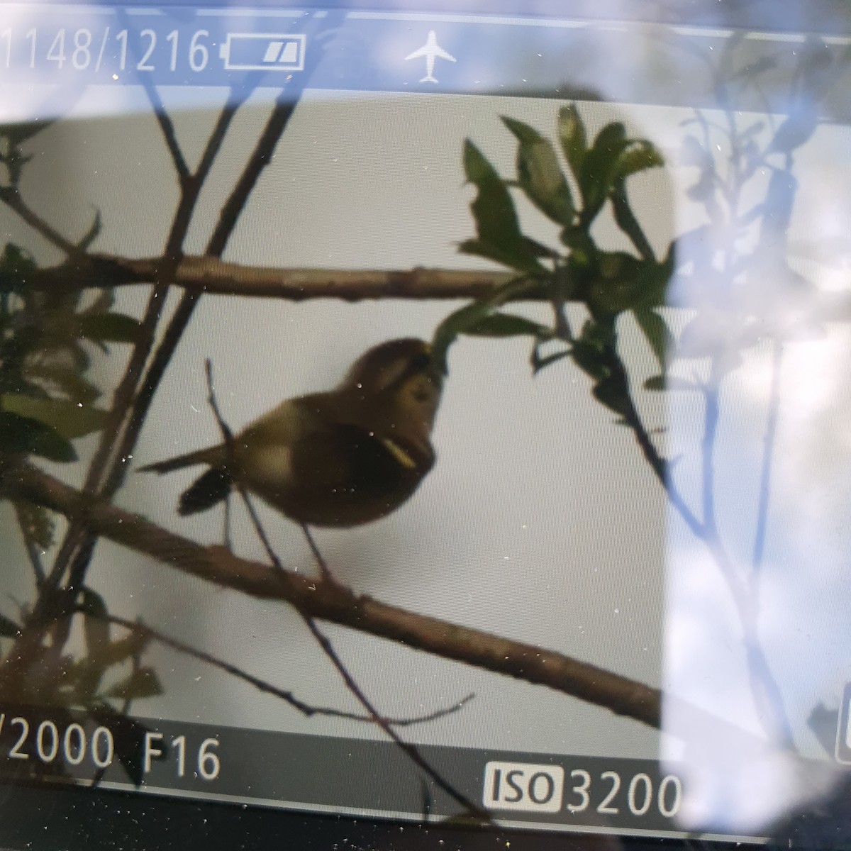 Pallas's Leaf Warbler - ML610502832