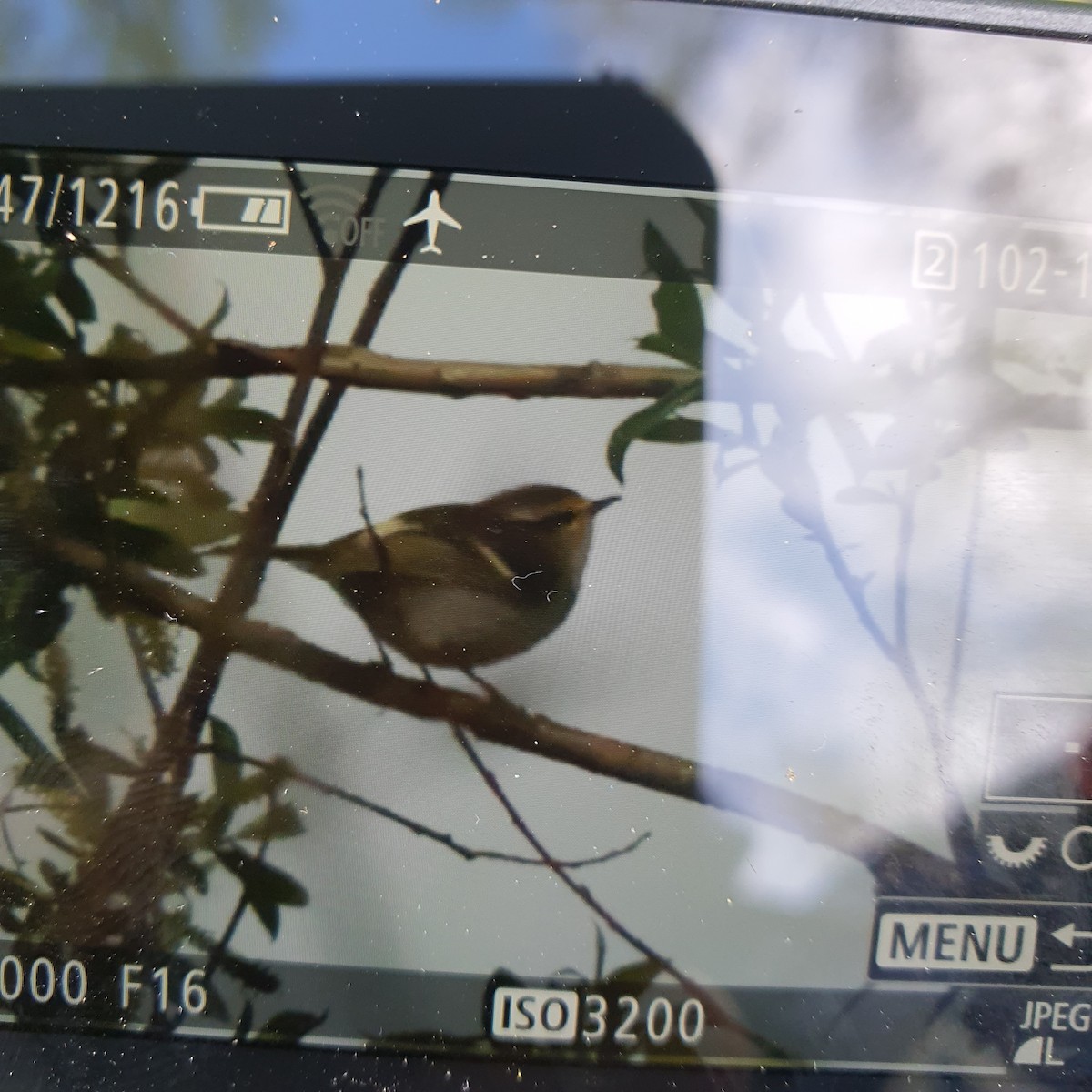 Pallas's Leaf Warbler - ML610502833