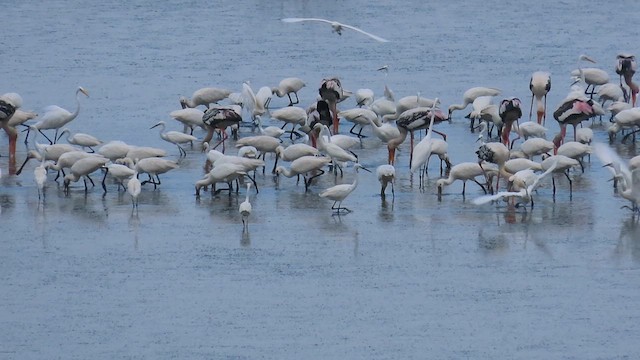 Painted Stork - ML610502923