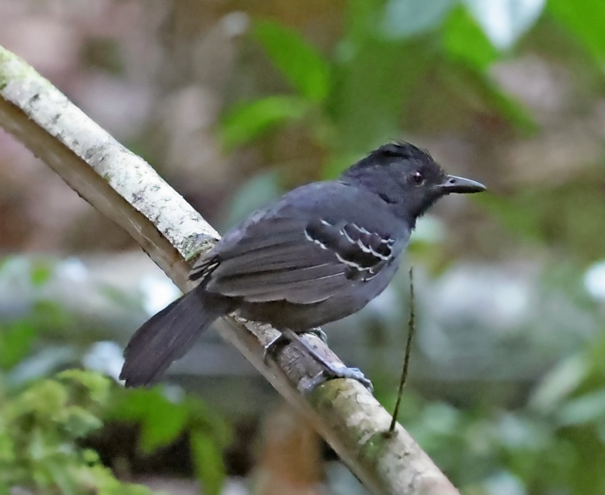 Black-headed Antbird - Maciej  Kotlarski