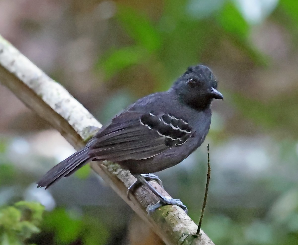 Black-headed Antbird - Maciej  Kotlarski