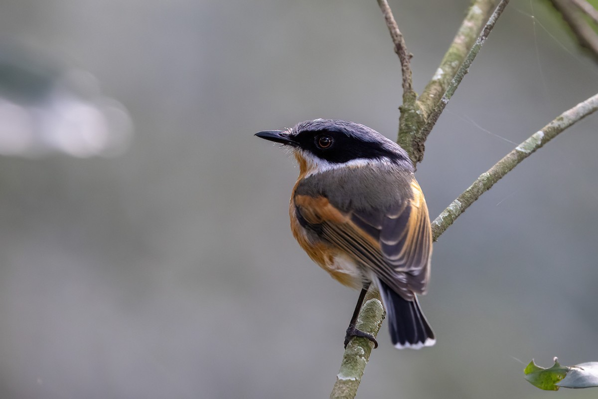 Cape Batis (Gray-mantled) - ML610502944