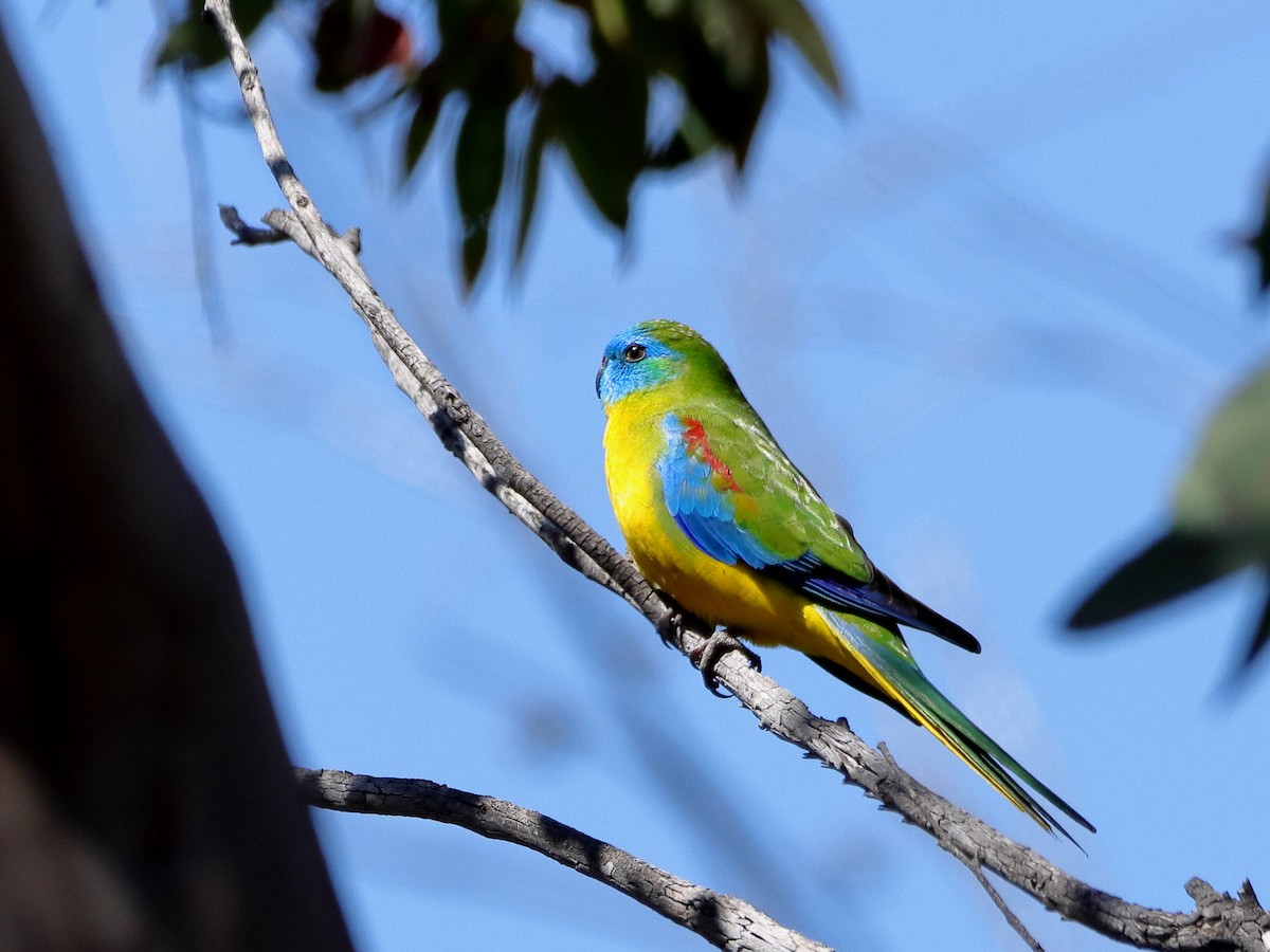 Turquoise Parrot - ML610502951