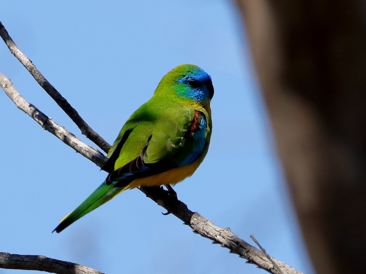 Turquoise Parrot - ML610502952