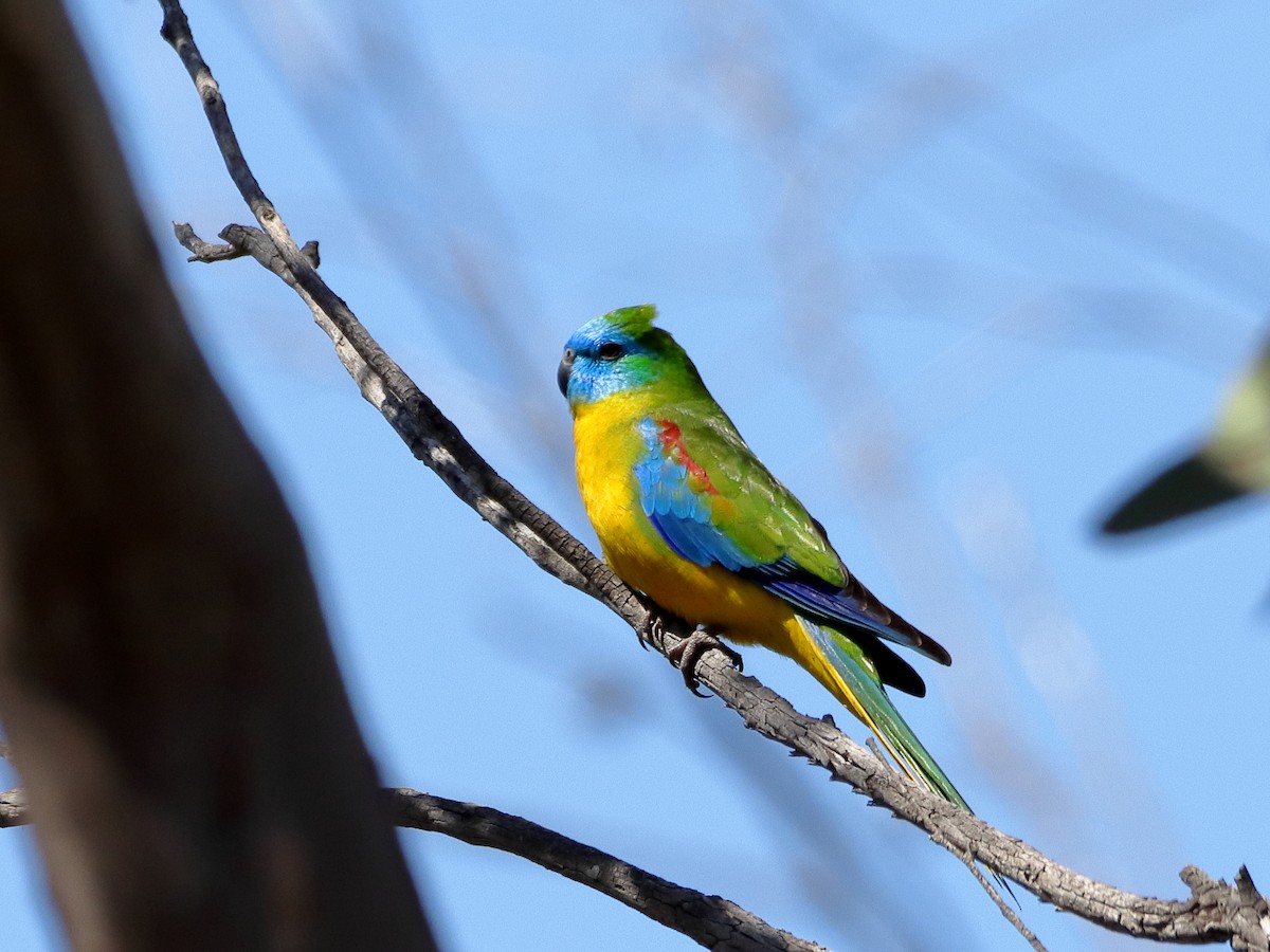 Turquoise Parrot - Rolo Rodsey