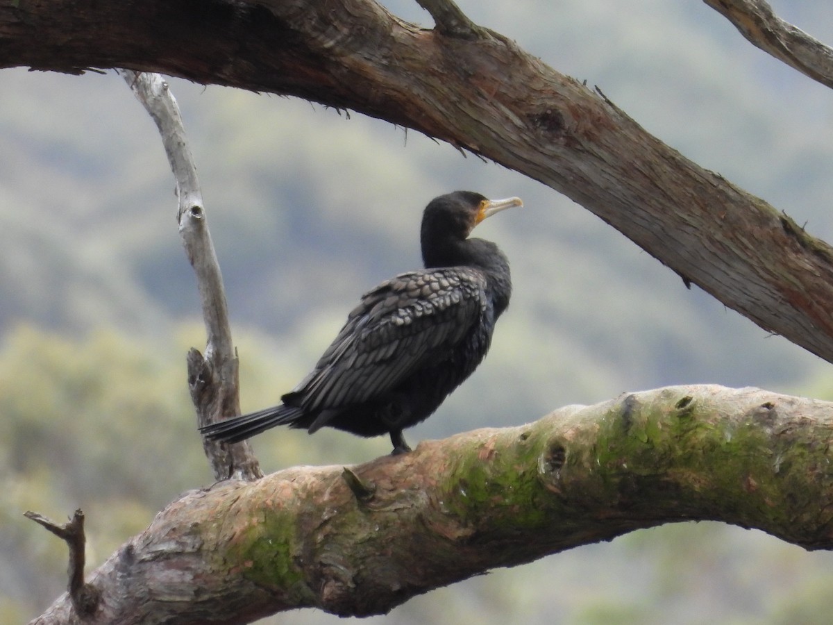 Great Cormorant (Australasian) - ML610502983