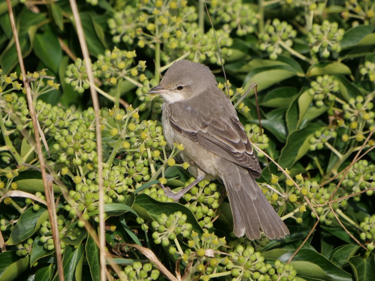 Barred Warbler - ML610503008