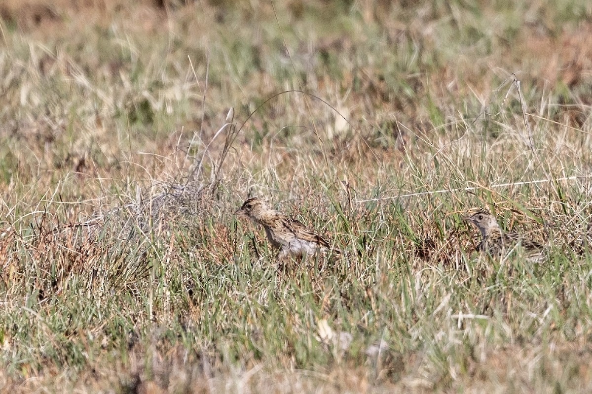 Rudd's Lark - Niall D Perrins