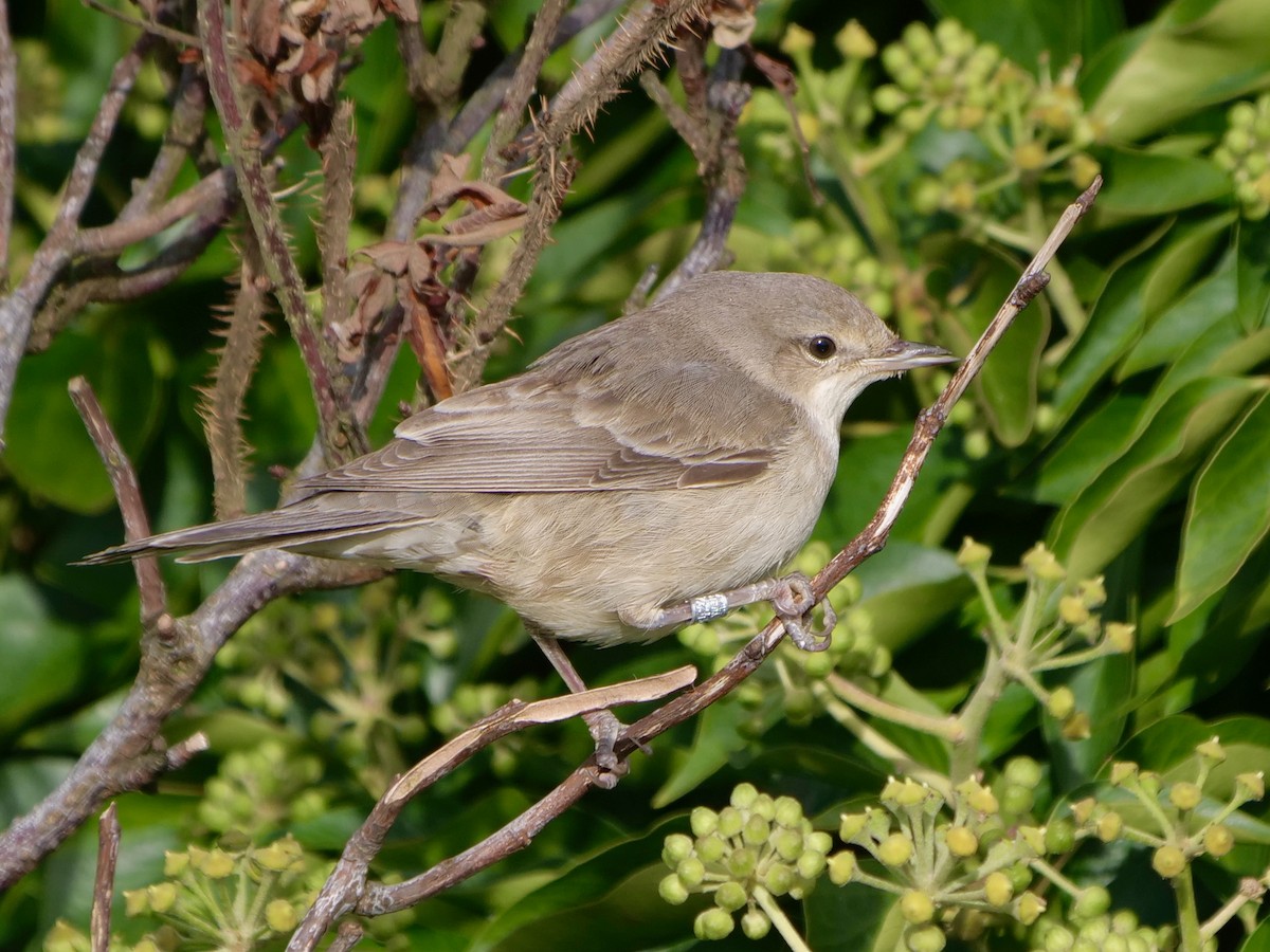 Barred Warbler - ML610503025