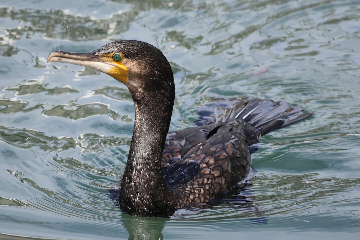 Great Cormorant (Australasian) - ML610503048