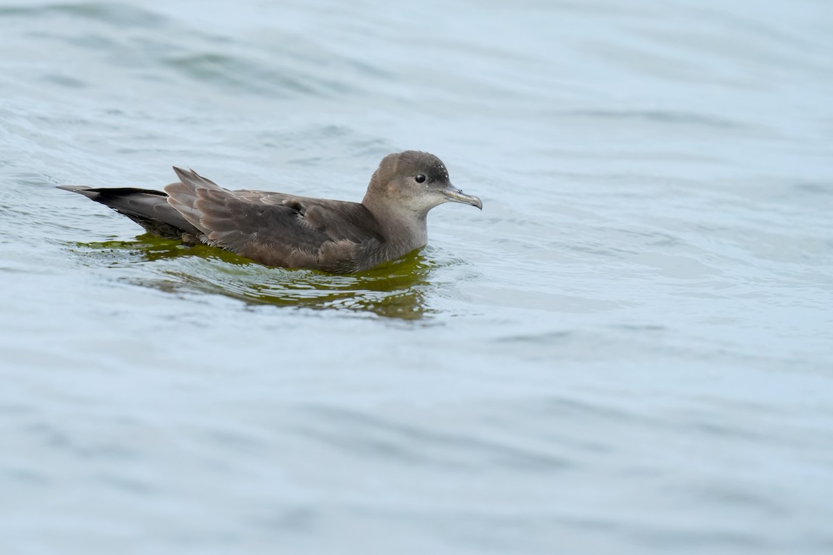 Short-tailed Shearwater - Andy Bankert