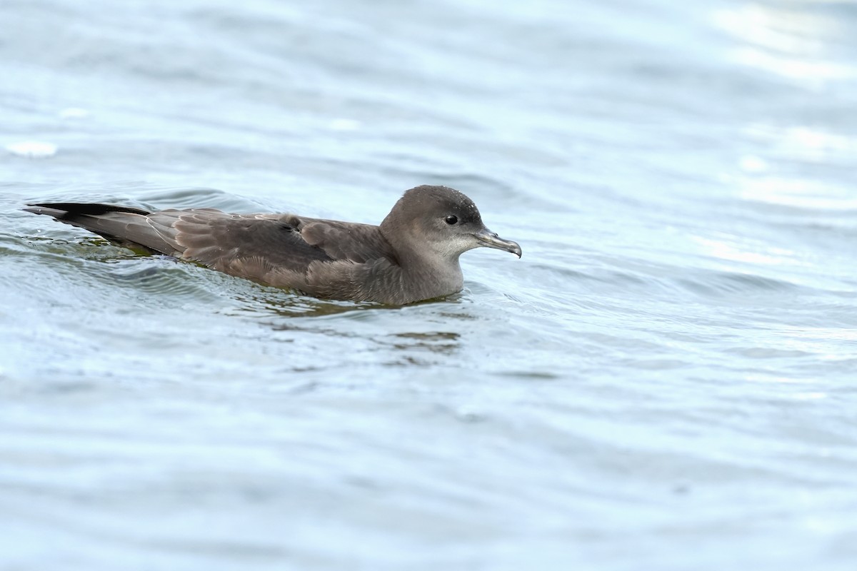 Short-tailed Shearwater - Andy Bankert