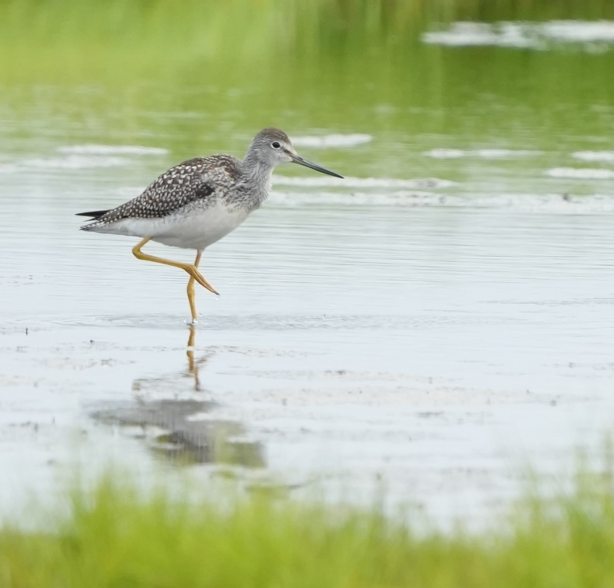 Greater Yellowlegs - Andy Bankert