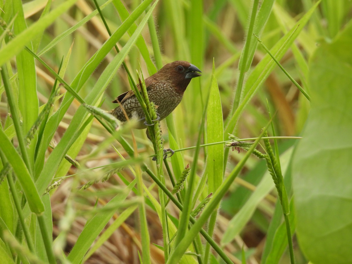 Scaly-breasted Munia - stephen tierney