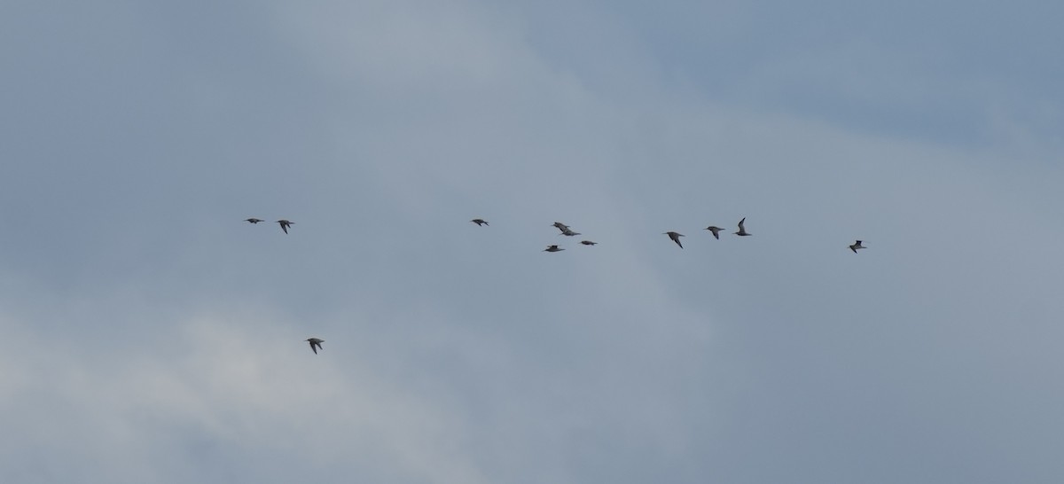 Bar-tailed Godwit - Andy Bankert