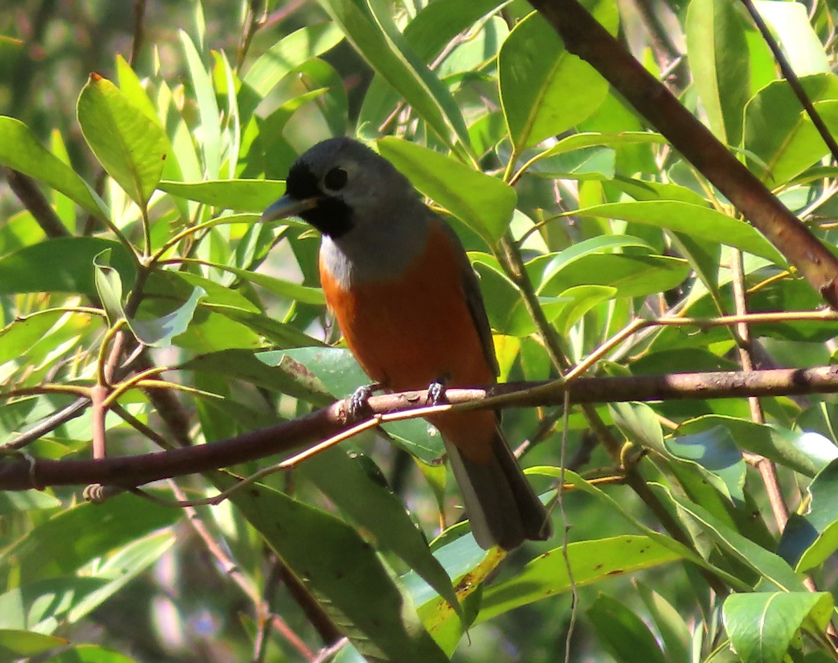 Black-faced Monarch - ML610503300