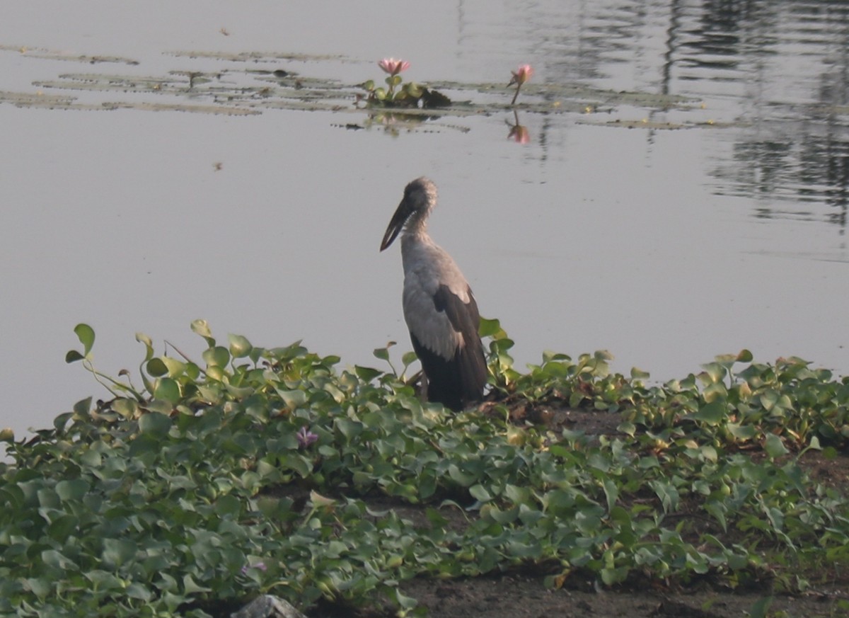 Asian Openbill - Elavarasan M