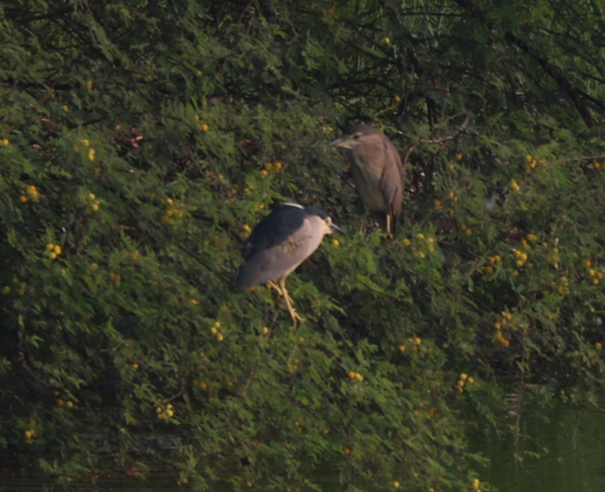 Black-crowned Night Heron - ML610503355