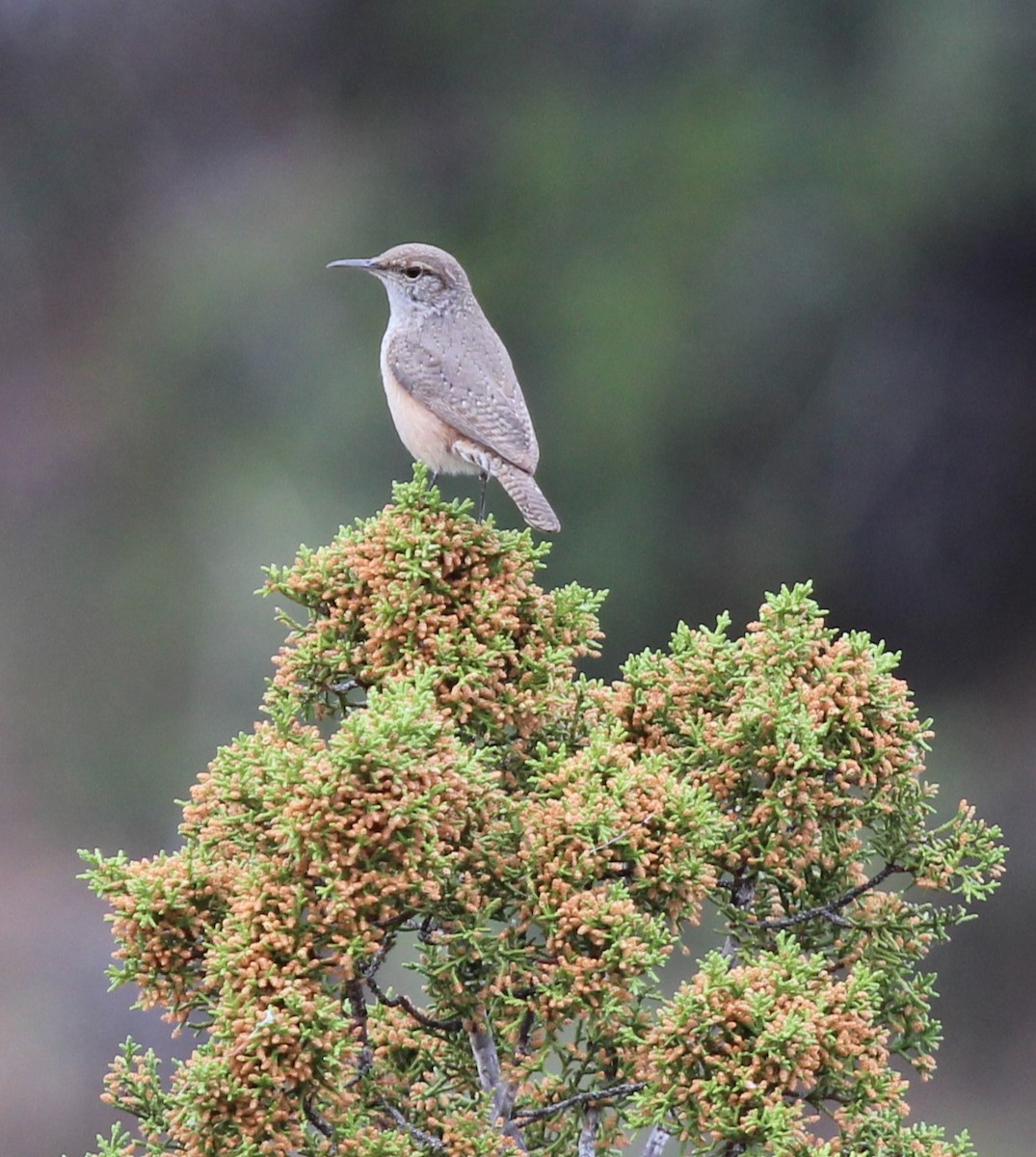 Rock Wren - ML610503461