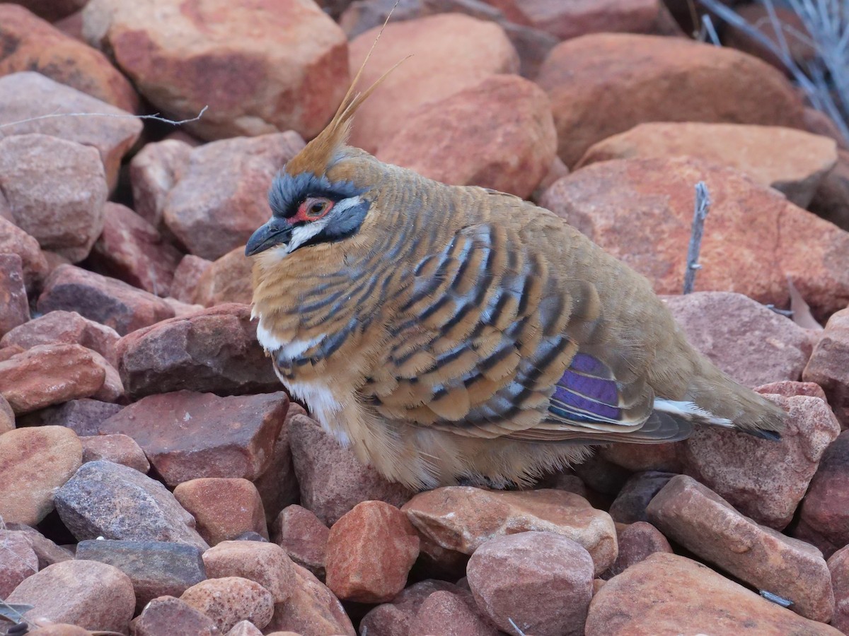 Spinifex Pigeon - ML610503487