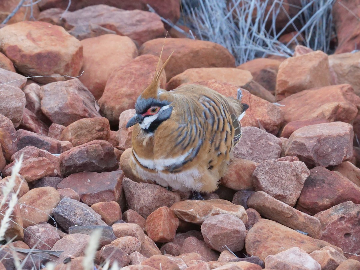 Spinifex Pigeon - ML610503488