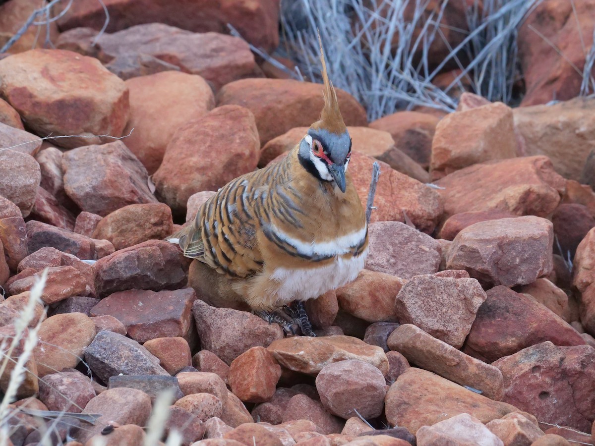 Spinifex Pigeon - ML610503491
