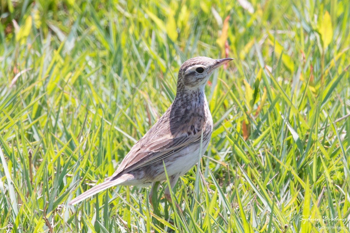 Australian Pipit - Chris Rehberg  | Sydney Birding