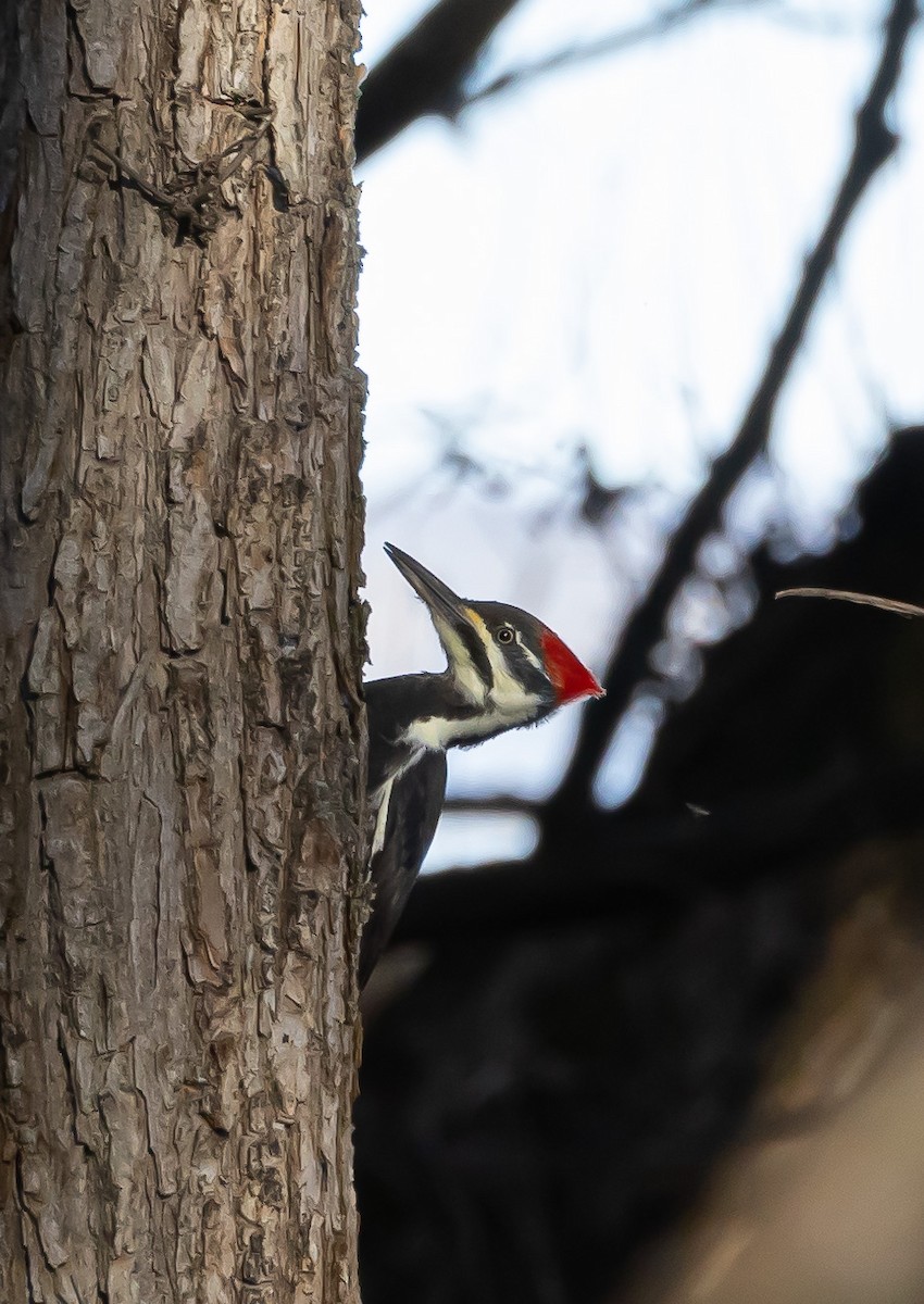 Pileated Woodpecker - ML610503745