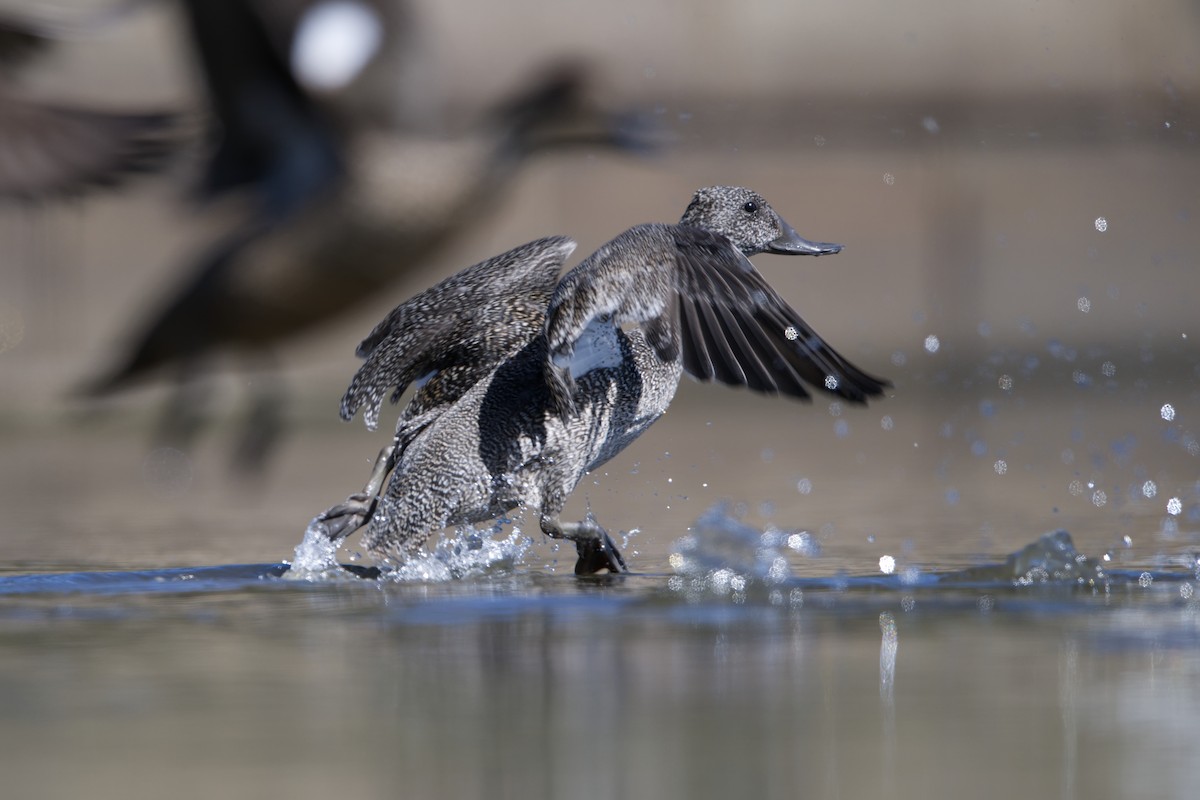 Freckled Duck - ML610503747