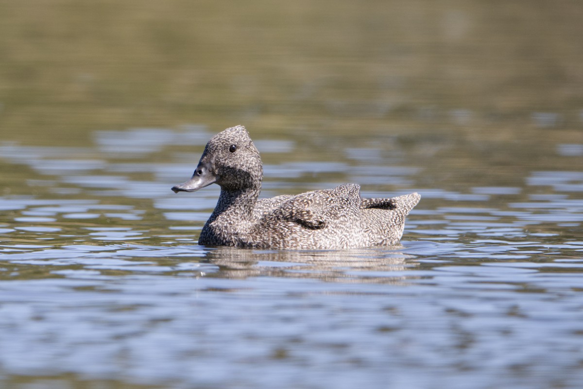 Freckled Duck - ML610503751