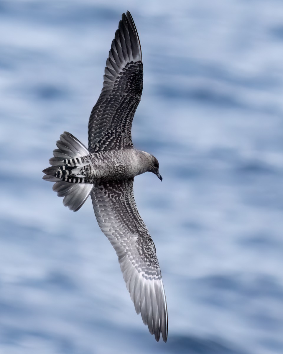 Long-tailed Jaeger - ML610503774