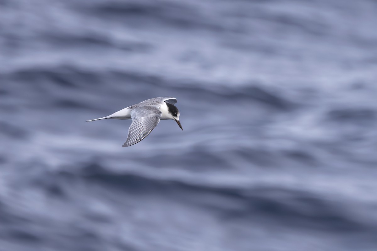 Arctic Tern - ML610503801