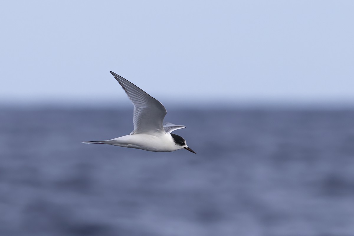 Arctic Tern - ML610503802