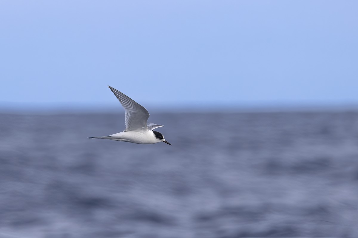 Arctic Tern - ML610503803