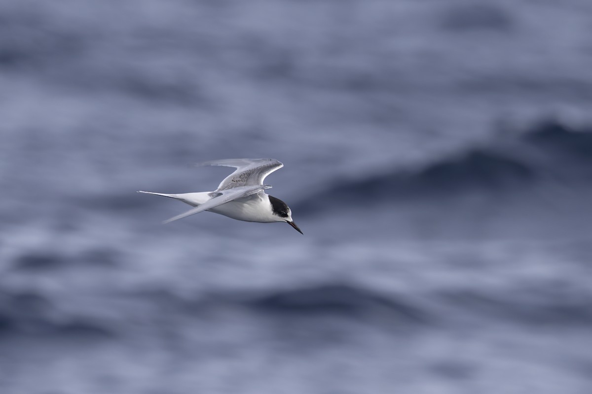 Arctic Tern - ML610503804