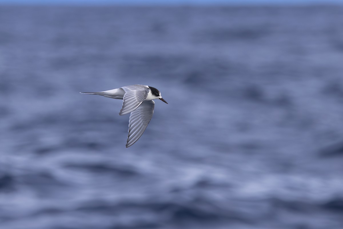 Arctic Tern - ML610503805