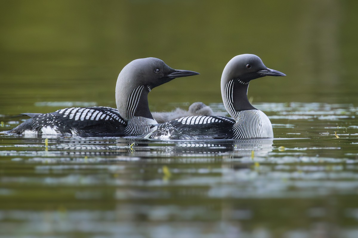 Arctic Loon - ML610503814