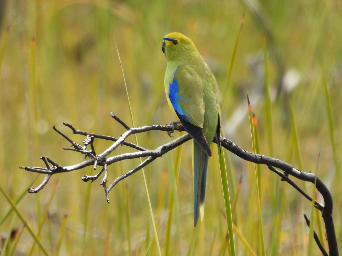 Blue-winged Parrot - ML610503821
