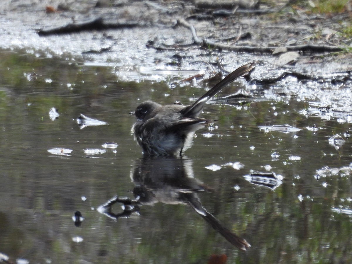 Gray Fantail - ML610503829