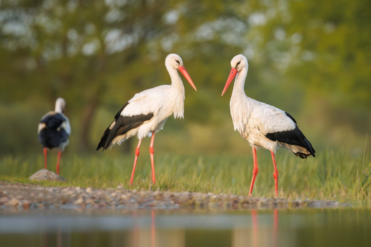 White Stork - ML610503876